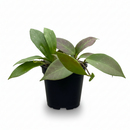 Buy Hoya ‘Sunrise’ live plant online, easy care Hoya Sunrise indoor plant, tropical Hoya Sunrise with teardrop green and red leaves