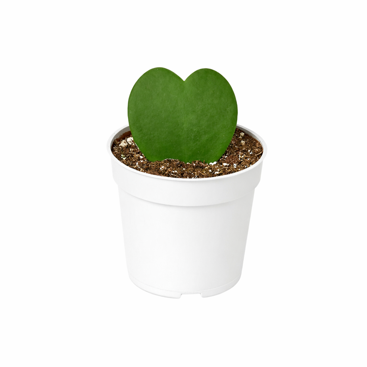 heart succulent delivery Rare Hoya Kerrii Heart | Valentine's Day Plants Delivery