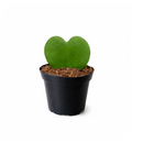 Hoya Heart care guide, Hoya Heart for sale, Hoya heart near me, Hoya Kerrii, Hoya Kerrii Heart, Sweetheart Hoya, Valentine plants, Heart-shaped plants, types of houseplants, low light houseplants, easy to grow houseplants