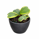 Variegated Hoya Kerrii Heart, indoor plants, 4 inch valentine plants, 2025 valentine gift ideas, gifts for plant lovers
