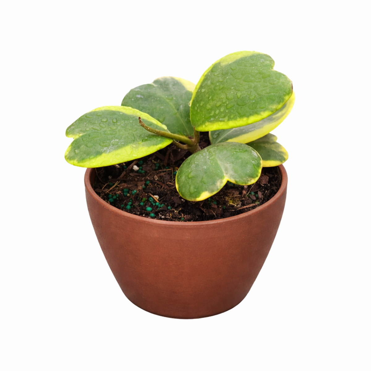 Variegated Hoya Kerrii Heart, indoor plants, 4 inch valentine plants, 2025 valentine gift ideas, gifts for plant lovers