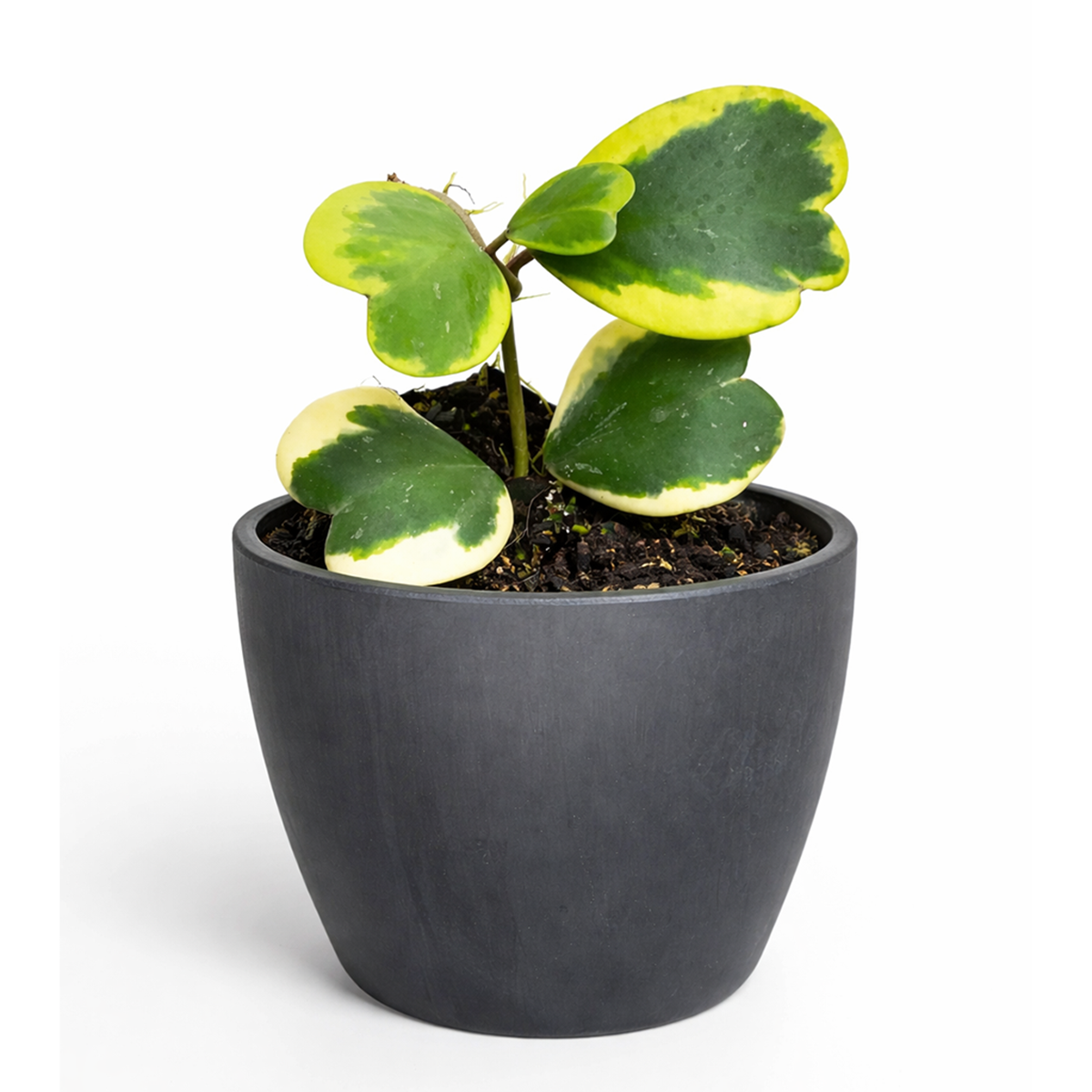 Variegated Hoya Kerrii Heart, indoor plants, 4 inch valentine plants, 2025 valentine gift ideas, gifts for plant lovers