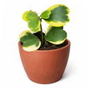Variegated Hoya Kerrii Heart, indoor plants, 4 inch valentine plants, 2025 valentine gift ideas, gifts for plant lovers