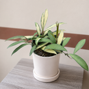 4 inch Hoya Wayetii Variegated, 4 inch houseplant for sale, easy to care houseplants, indoor plants