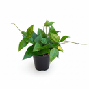 Hoya parasitica Black Margin 6 inch grower pot for sale online, easy-care vining plant is perfect for hanging baskets, Rare Dark-Edged Wax Plant for Home Decoration