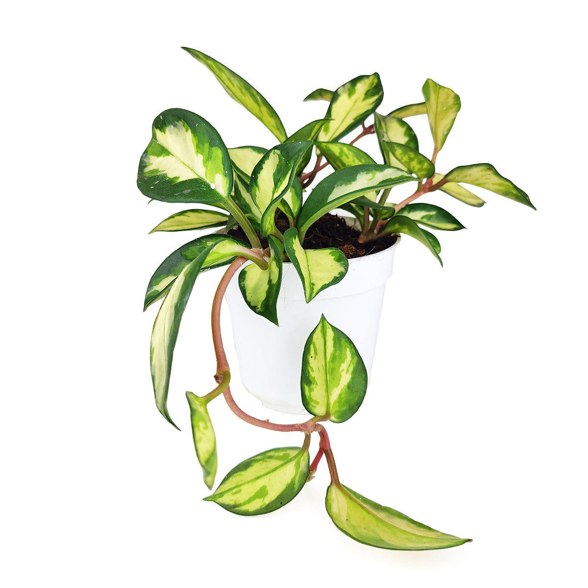 Hoya Krimson Princess, Hoya carnosa &#39;Krimson Princess&#39;, colorful foliage houseplant, vining houseplant, low-maintenance houseplant, easy to grow houseplant, rare hoya plant, best place to buy house plants online
