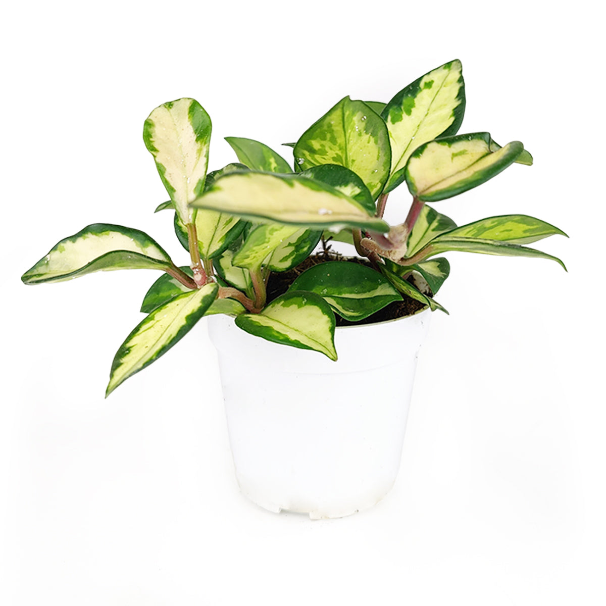 Hoya Krimson Princess, Hoya carnosa &#39;Krimson Princess&#39;, colorful foliage houseplant, vining houseplant, low-maintenance houseplant, easy to grow houseplant