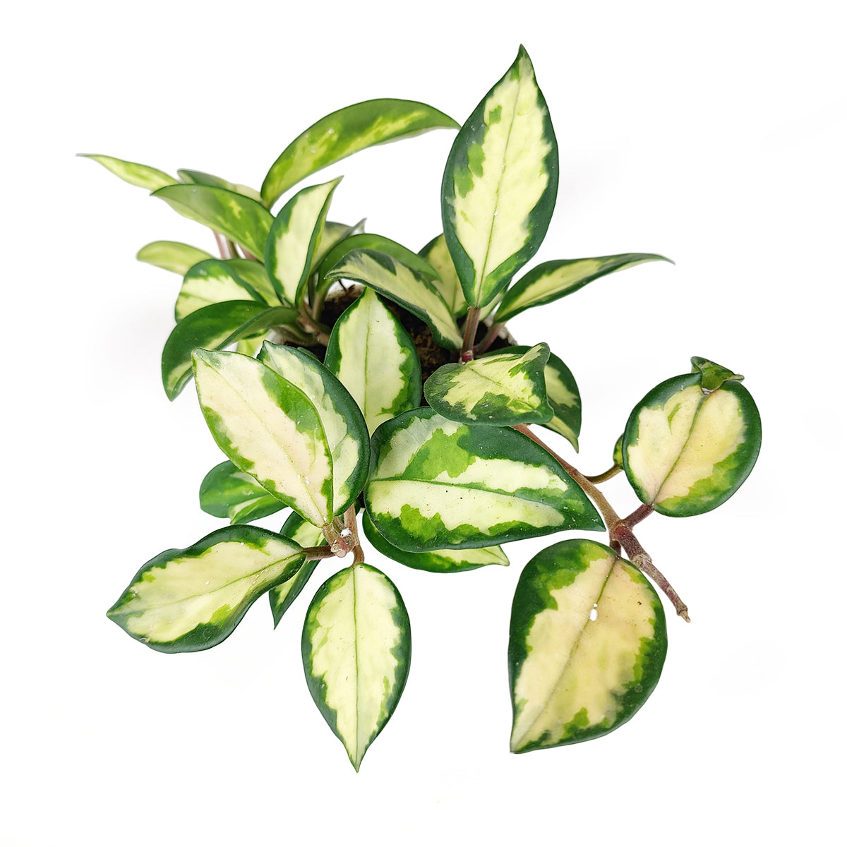 Hoya Krimson Princess, Hoya carnosa &#39;Krimson Princess&#39;, colorful foliage houseplant, vining houseplant, low-maintenance houseplant, easy to grow houseplant, trailing houseplant