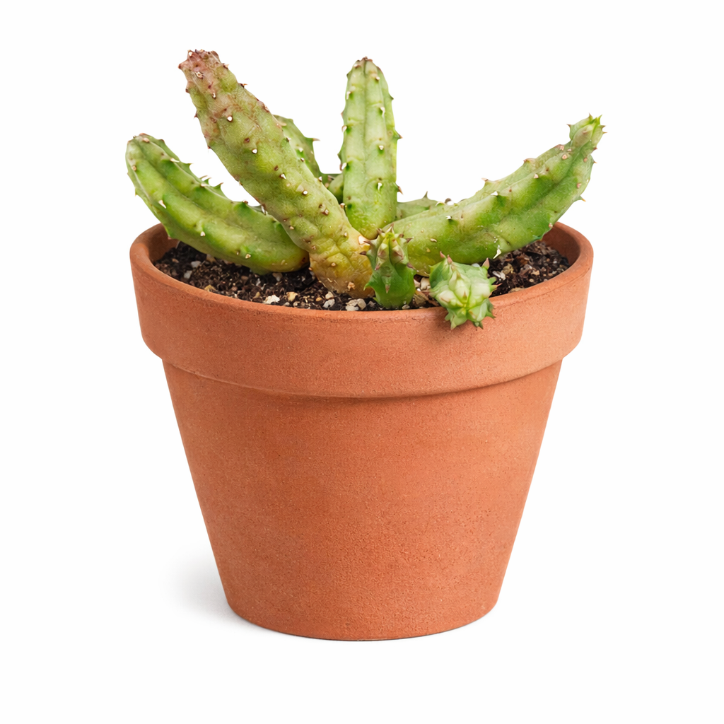 Buy 4" Huernia procumbens online. This eye-catching succulent produces thick, trailing stems with beautifully defined ridges and is prized for its remarkable star-shaped blooms. It prefers bright, indirect light, well-draining soil, and occasional watering. An excellent choice for succulent enthusiasts, hanging baskets, or decorative indoor collections.