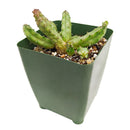 Buy 2" Huernia procumbens online. This unusual succulent features trailing, ridged stems with a sculptural form that makes it a standout in any plant collection. It thrives in bright, indirect light with well-draining soil and light watering once the soil has completely dried. A fascinating choice for succulent collectors, windowsills, or decorative indoor planters.