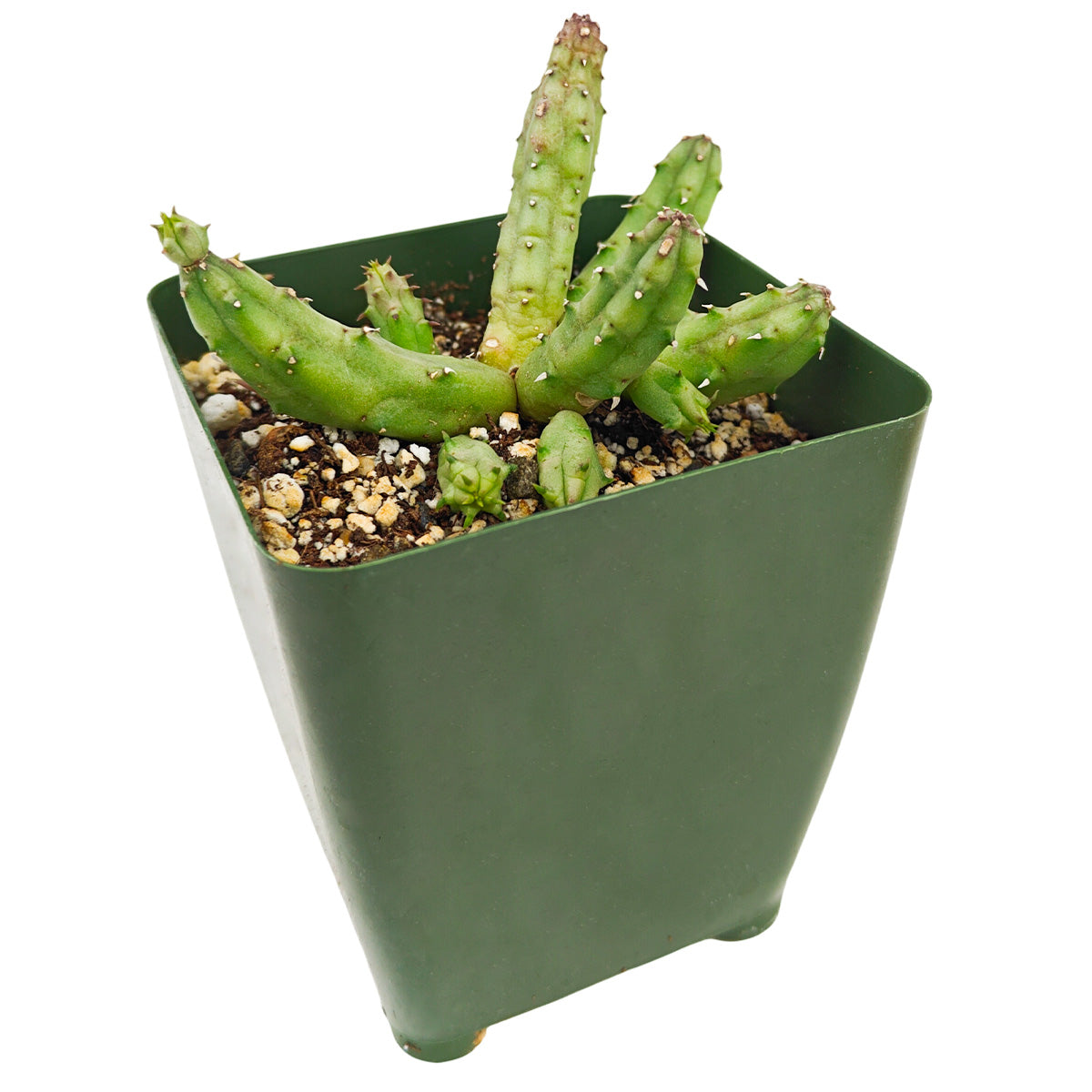 4" Huernia procumbens for sale. Featuring distinctive sprawling stems and exotic flowers, this succulent adds a bold architectural touch to any plant collection. It grows well in bright light with a gritty cactus mix and infrequent watering. Perfect for displaying on shelves, patios, or sunny windowsills.