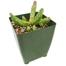 Buy 2" Huernia procumbens online. This unusual succulent features trailing, ridged stems with a sculptural form that makes it a standout in any plant collection. It thrives in bright, indirect light with well-draining soil and light watering once the soil has completely dried. A fascinating choice for succulent collectors, windowsills, or decorative indoor planters.