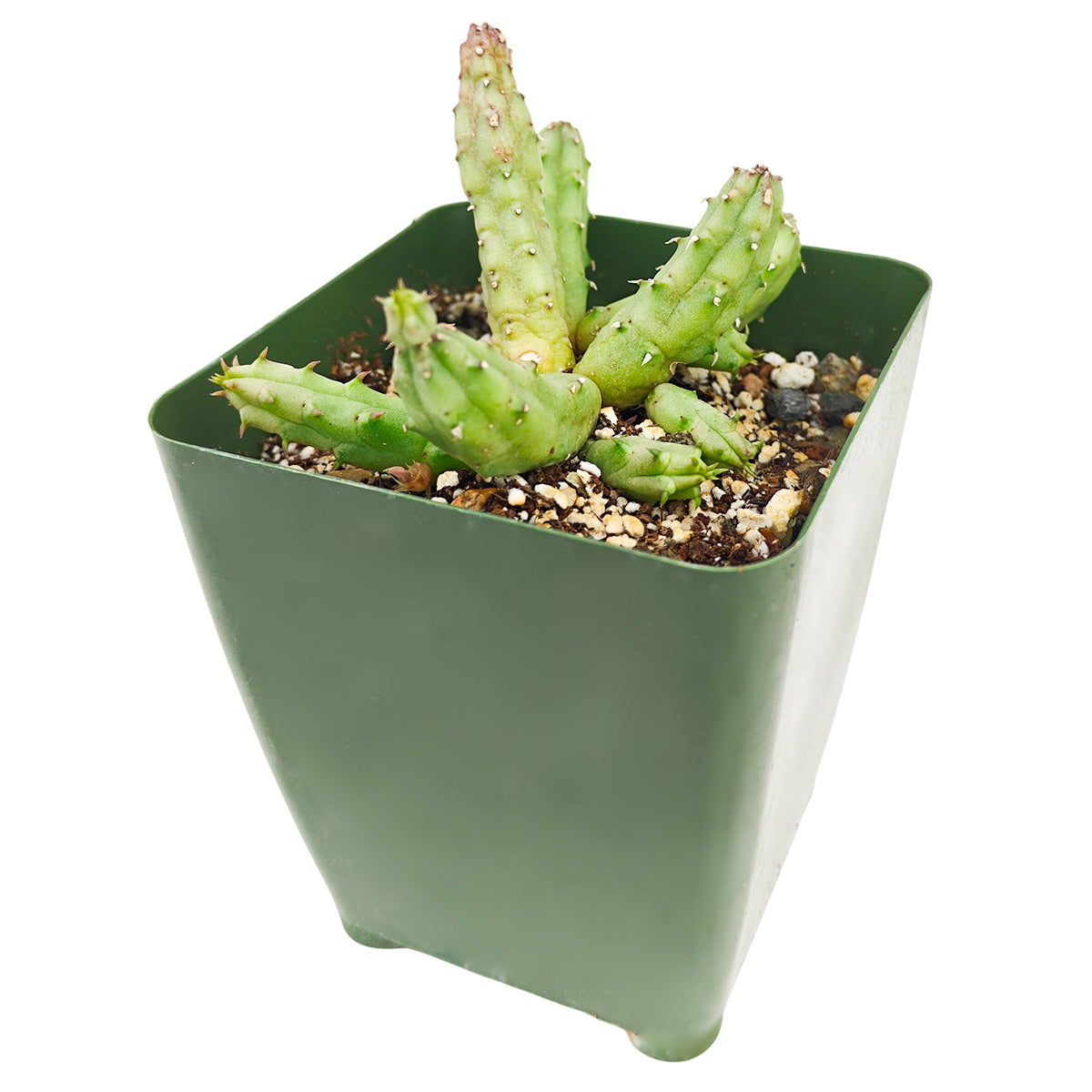2" Huernia procumbens for sale. Known for its creeping growth habit and striking star-shaped flowers, this rare succulent brings texture and character to any plant display. It thrives in bright conditions with a fast-draining cactus mix and minimal watering. Perfect for collectors of unusual succulents or anyone looking for a conversation piece.
