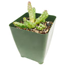 Buy 2" Huernia procumbens online. This unusual succulent features trailing, ridged stems with a sculptural form that makes it a standout in any plant collection. It thrives in bright, indirect light with well-draining soil and light watering once the soil has completely dried. A fascinating choice for succulent collectors, windowsills, or decorative indoor planters.