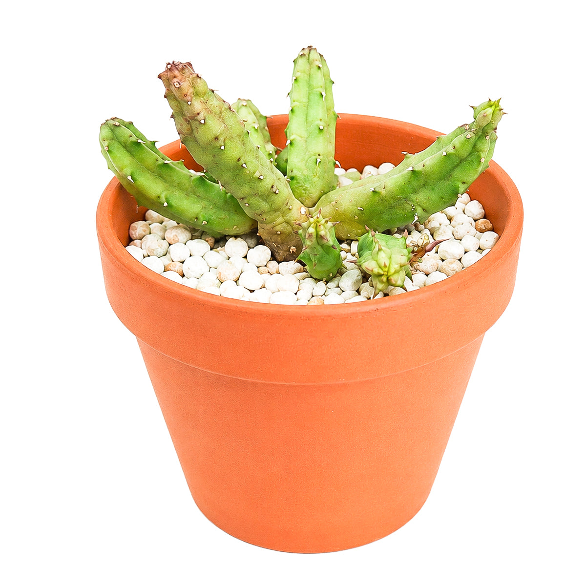 4" Huernia procumbens for sale. Featuring sculptural ridged stems and an exotic growth habit, this succulent brings bold texture and visual interest to any plant display. It thrives in bright light with a gritty cactus mix and infrequent watering. An excellent choice for rare succulent enthusiasts or modern home décor.