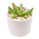 Buy 2" Huernia procumbens online. This unusual succulent features trailing, ridged stems with a sculptural form that makes it a standout in any plant collection. It thrives in bright, indirect light with well-draining soil and light watering once the soil has completely dried. A fascinating choice for succulent collectors, windowsills, or decorative indoor planters.