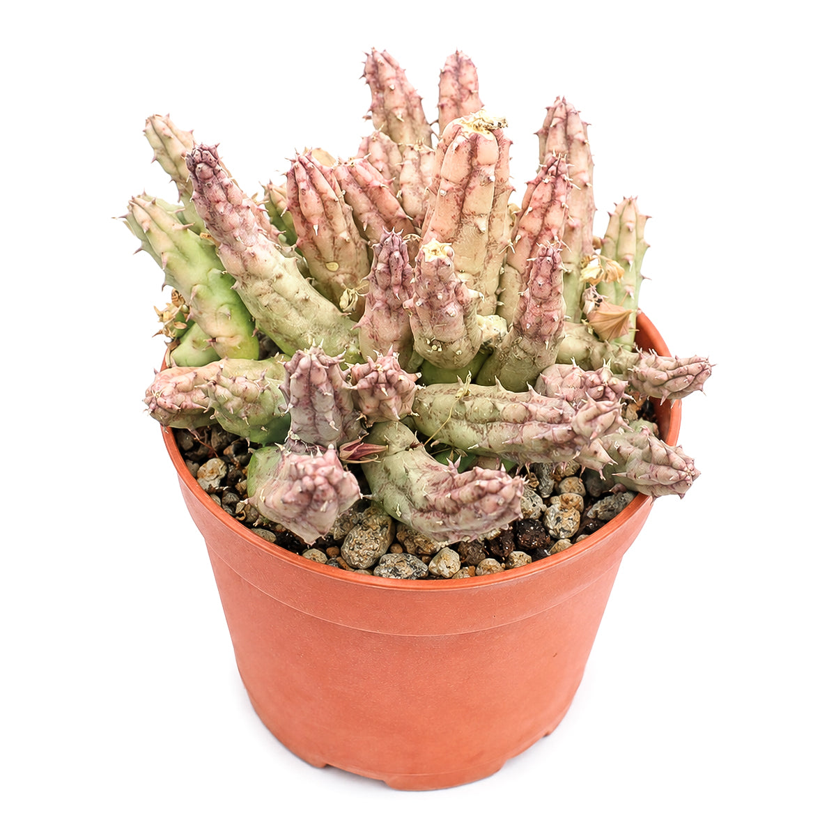 2" Huernia procumbens for sale. Known for its distinctive angular stems and spectacular star-shaped flowers, this rare succulent adds texture and character to any display. It grows best in bright conditions with a fast-draining cactus mix and minimal watering. Perfect for collectors of unusual succulents or anyone looking for a unique conversation piece.