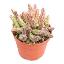 Buy 2" Huernia procumbens online. This unusual succulent features trailing, ridged stems with a sculptural form that makes it a standout in any plant collection. It thrives in bright, indirect light with well-draining soil and light watering once the soil has completely dried. A fascinating choice for succulent collectors, windowsills, or decorative indoor planters.
