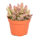 Buy 2" Huernia procumbens online. This unusual succulent features trailing, ridged stems with a sculptural form that makes it a standout in any plant collection. It thrives in bright, indirect light with well-draining soil and light watering once the soil has completely dried. A fascinating choice for succulent collectors, windowsills, or decorative indoor planters.