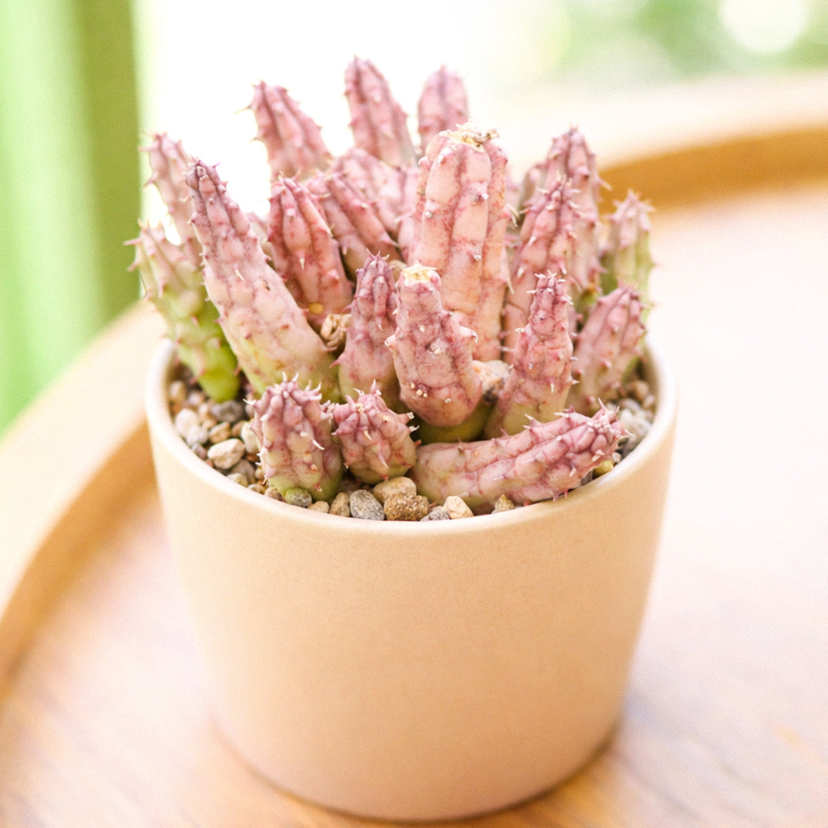 Buy 2" Huernia procumbens online. This unusual succulent features trailing, angular green stems with distinctive ridges that create a unique sculptural appearance. It grows best in bright, indirect light with well-draining soil and light watering when the soil is completely dry. A fascinating addition to succulent collections, hanging planters, or sunny indoor spaces.