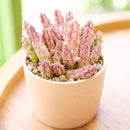 Buy 2" Huernia procumbens online. This unusual succulent features trailing, ridged stems with a sculptural form that makes it a standout in any plant collection. It thrives in bright, indirect light with well-draining soil and light watering once the soil has completely dried. A fascinating choice for succulent collectors, windowsills, or decorative indoor planters.
