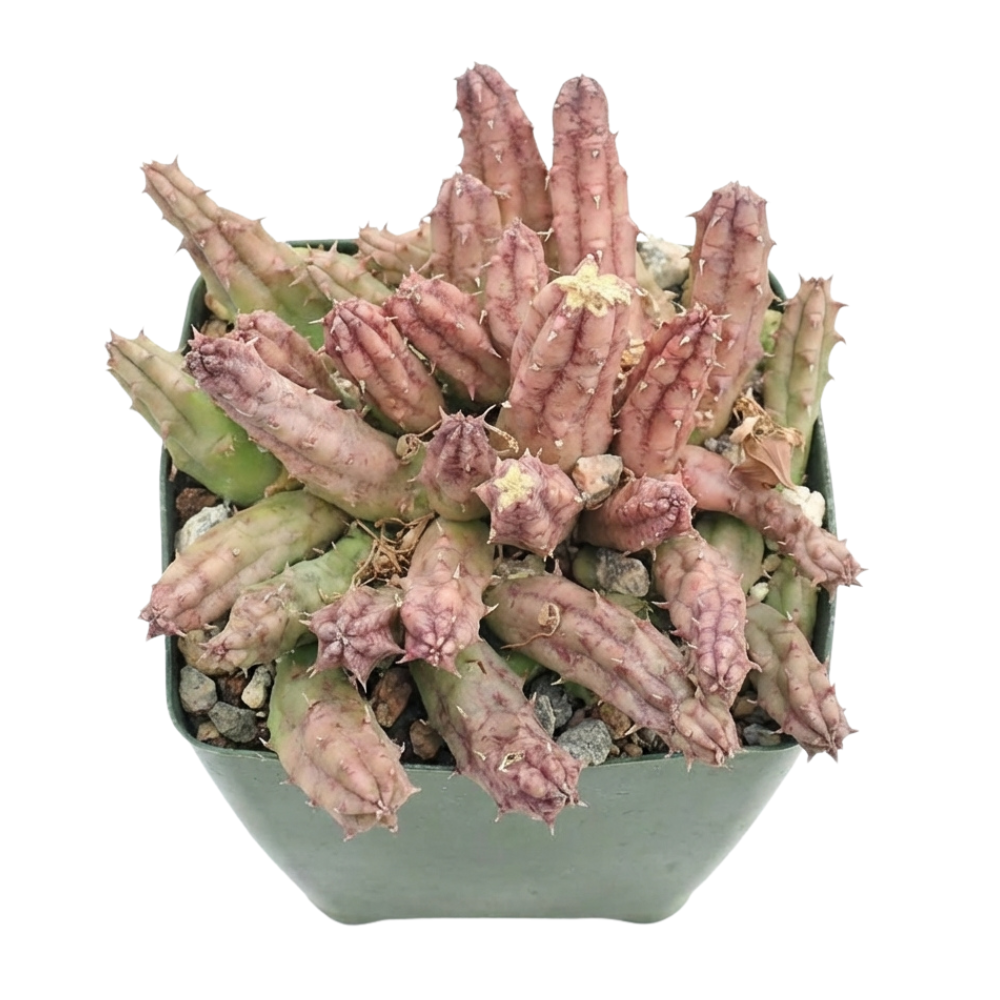 Huernia procumbens