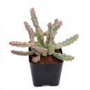 Huernia procumbens