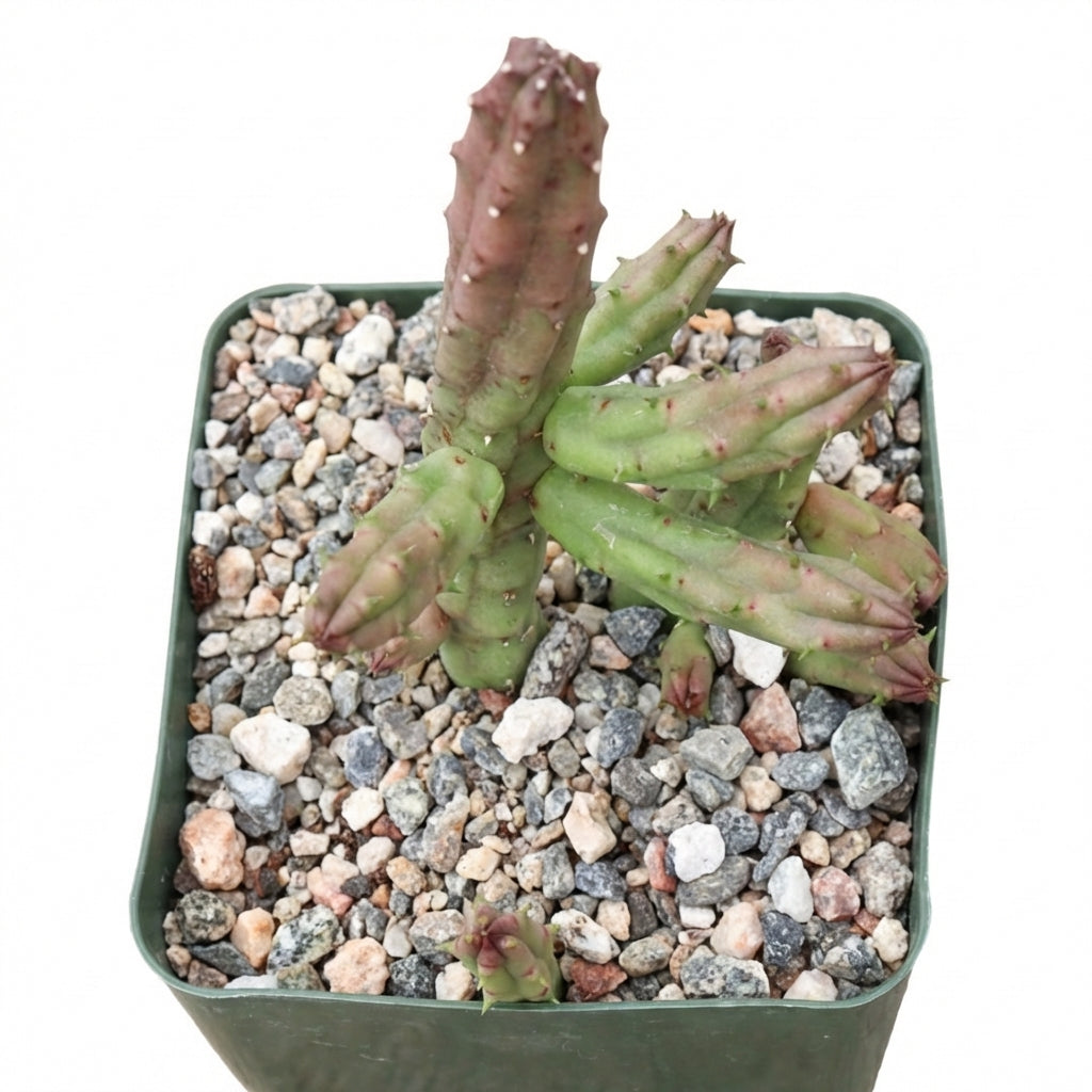 Huernia procumbens