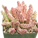 Huernia procumbens