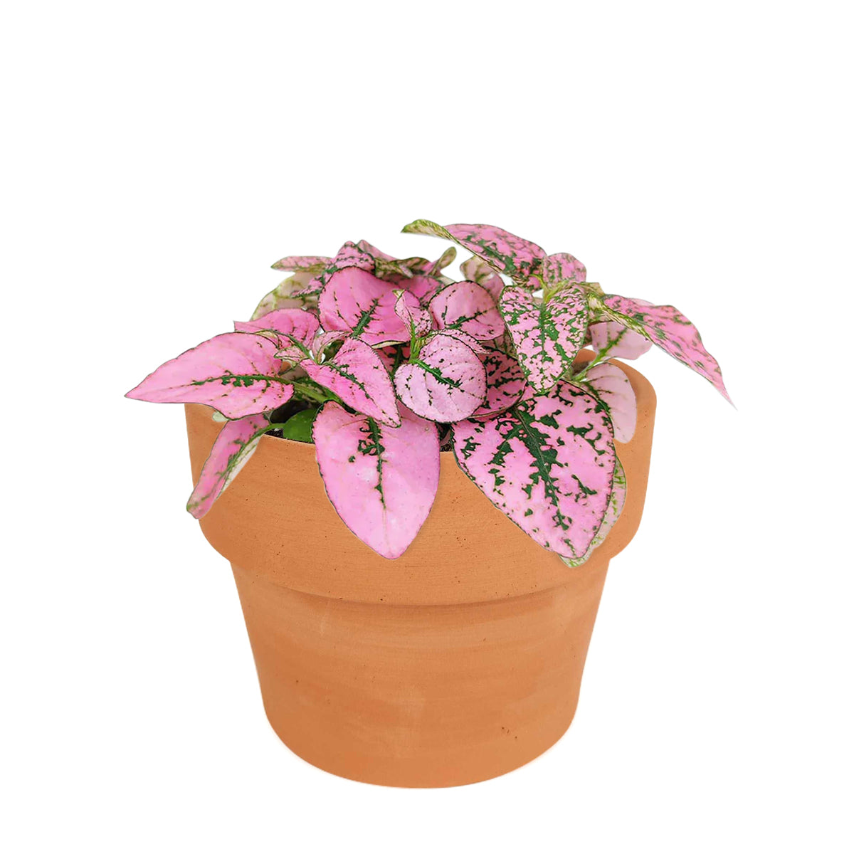 pink polka dot plant outdoors, pink polka dot splash plant, hypoestes &#39;pink&#39;, hypoestes pink splash care, hypoestes pink plant, pink hypoestes care, how to take care of pink polka dot plant, colorful foliage houseplant