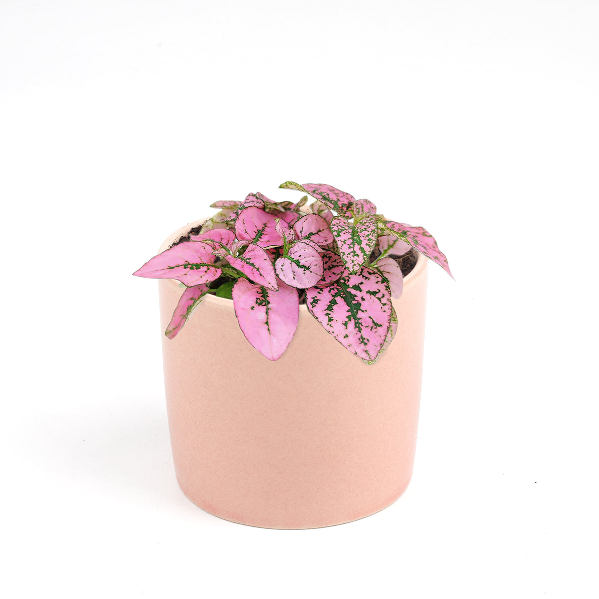 pink polka dot plant outdoors, pink polka dot splash plant, hypoestes &#39;pink&#39;, hypoestes pink splash care, hypoestes pink plant, pink hypoestes care, how to take care of pink polka dot plant, variegated houseplants