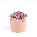 pink polka dot plant outdoors, pink polka dot splash plant, hypoestes &#39;pink&#39;, hypoestes pink splash care, hypoestes pink plant, pink hypoestes care, how to take care of pink polka dot plant, perfect houseplant for indoor home decor