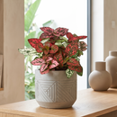 Hypoestes 'Polka Dot'