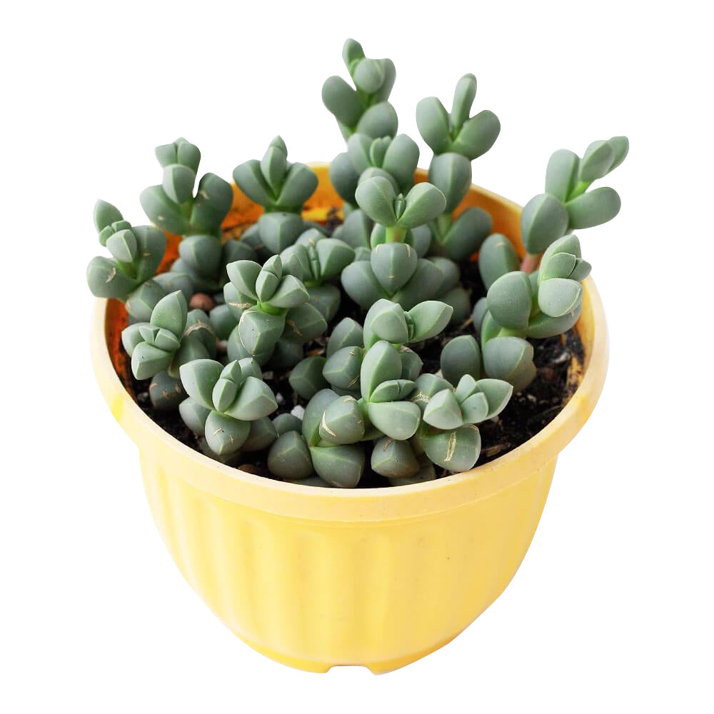 ice plant succulent for sale Ice Plant Corpuscularia Lehmannii 2 inch / Bamboo Pot by Succulents Box