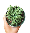 crassula, crassula plant, crassula succulent, crassula types, crassula varieties, types of crassula, crassula species, crassulas, succulent crassula