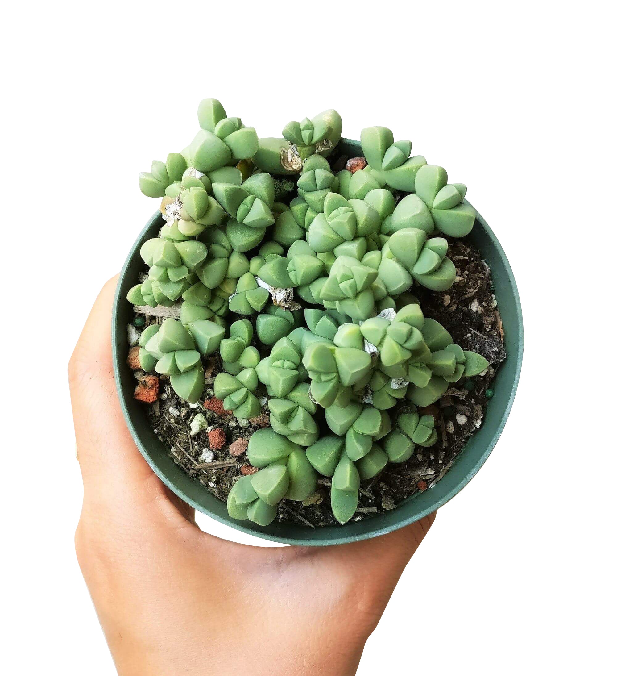 ice plant in a pot Ice Plant Corpuscularia Lehmannii 2 inch by Succulents Box