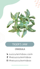 Crassula Succulent ID Cards