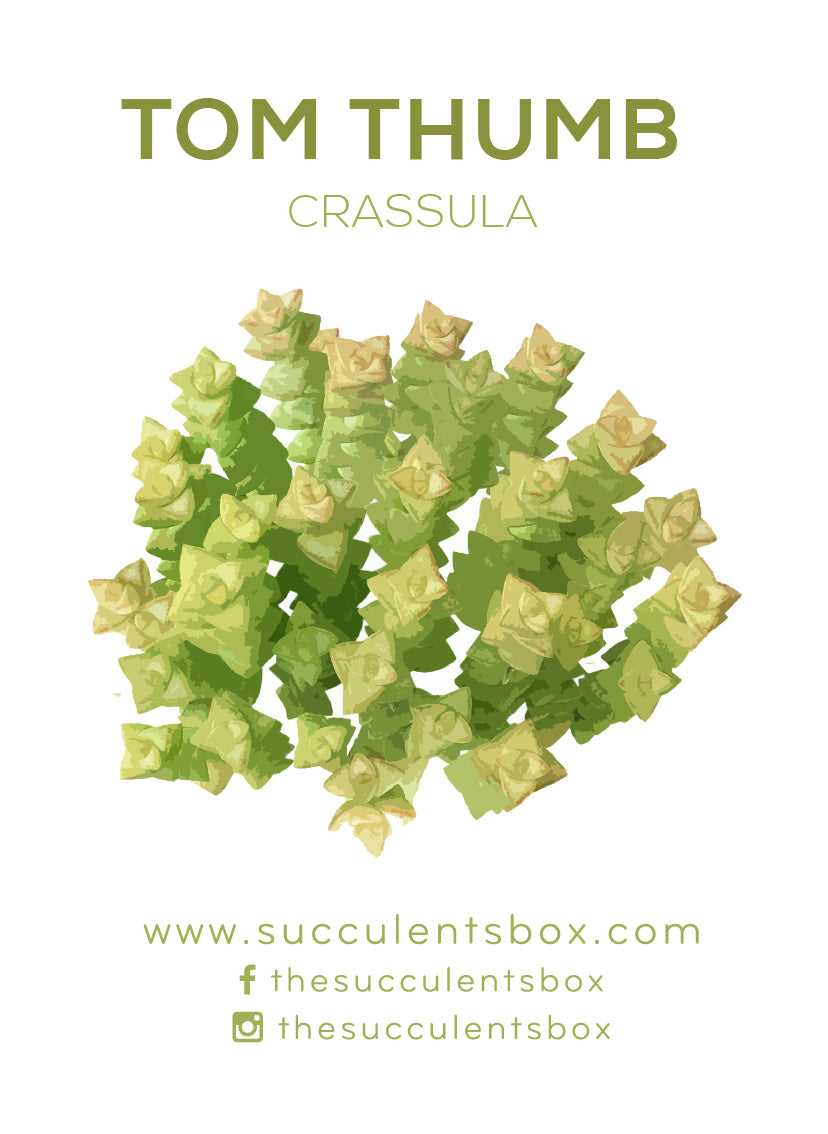 Crassula Succulent ID Cards