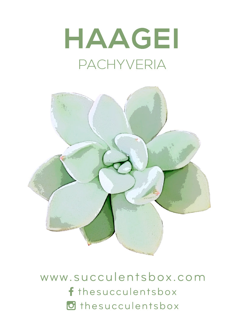 Others / Unusual Succulent ID Cards