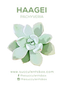 Others / Unusual Succulent ID Cards