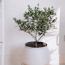 Olive Topiary Tree