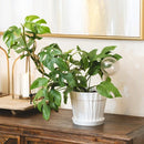 white decorative ceramic pot, pot with saucer and drainage hole, stylist white pot for houseplants