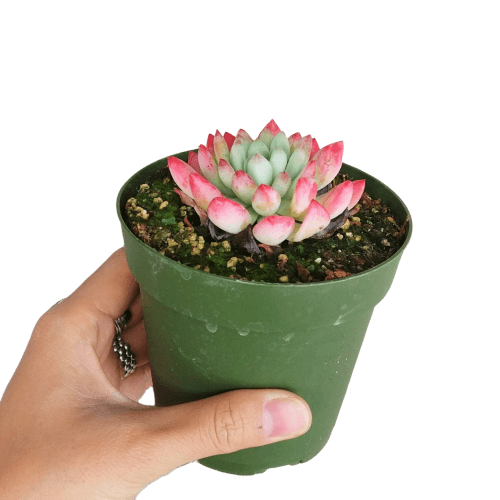 Echeveria blue elf for sale, succulents store in CA, succulents garden, succulents shop, succulent subscription, how to grow succulents, succulent care, Echeveria Sedeveria Blue Elf in California, How to grow Echeveria Sedeveria Blue Elf, How to care echeveria succulents for thanksgiving, Easter echeveria gift., echeveria, echeveria succulent, echeveria types, succulent echeveria, buy succulents online, succulent shop, succulent store, echeveria plant, indoor succulents