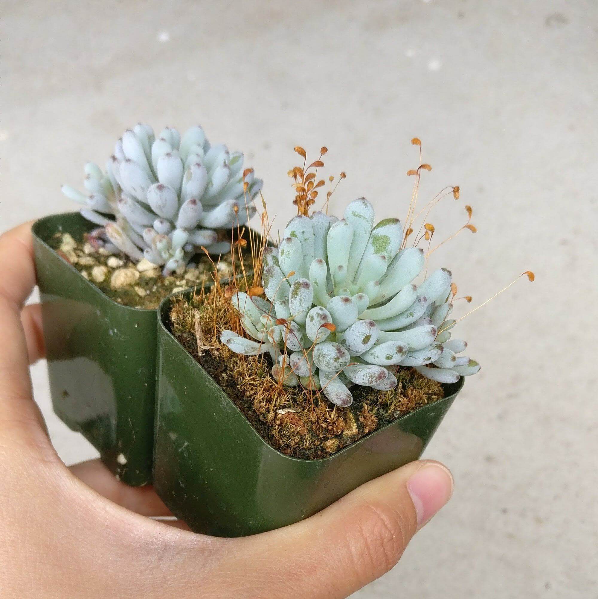 bluebean succulent Graptopetalum Pachyphyllum Succulent For Sale with Care Guide 2 inch / Clay Pot by Succulents Box