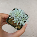 Graptopetalum Pachyphyllum