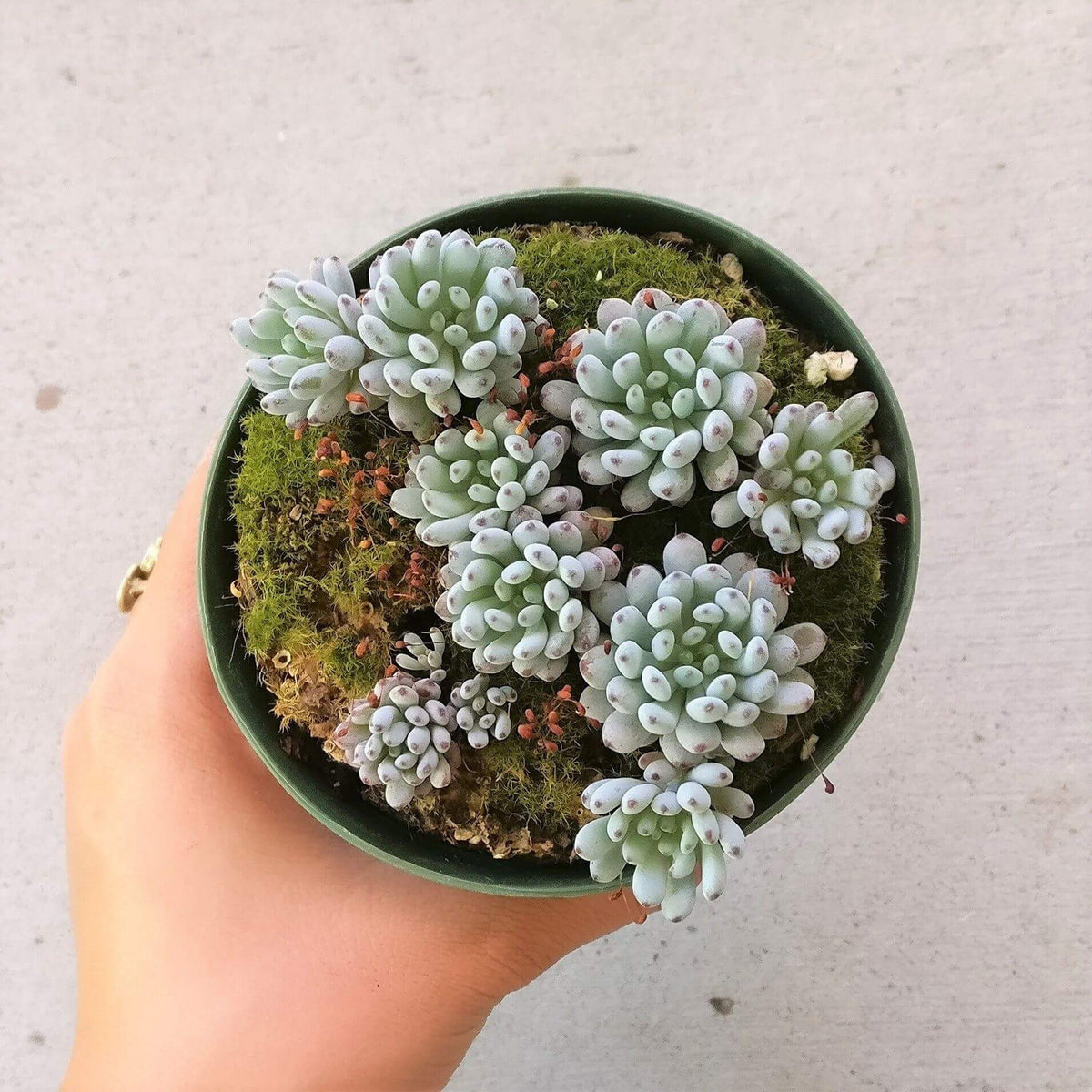 Graptopetalum Pachyphyllum for sale