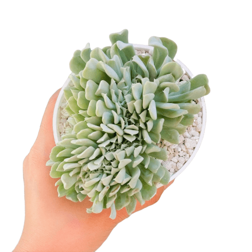 Crested Echeveria Topsy Turvy Care, succulents store in CA, succulent subscription, succulents shop in California, indoor succulents, succulent care guide, Succulents shop near me, Crested Echeveria Topsy Turvy in California, How to grow Crested Echeveria Topsy Turvy, Easter echeveria gift, Echeveria gift for thanksgiving, indoor succulents, echeveria, echeveria succulent, echeveria types, succulent echeveria, buy succulents online, succulent shop, succulent store, echeveria plant
