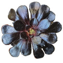 Tip and Advice for Aeonium Black Rose, succulents garden, Rare succulents, succulent subscription, Succulents shop near me, cactus, monthly succulents, succulent care tips, indoor succulents, Aeonium Black Rose in California, How to grow Aeonium Black Rose