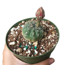 Dwarf chin cactus for sale, how to care Dwarf chin cactus, Creative landscapes, Succulents, cactus, succulent plant, succulent care, Rare succulents, indoor succulents, succulents garden, succulent subscription, monthly succulents, succulent care guide, Succulents shop near me, how to grow succulents, cactus, cactus succulent, succulent cactus, cacti, cactus and succulents, succulents box, succulent shop, buy succulents online. indoor succulents.