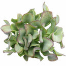 Buy an 8-pack of 2" live succulents online. A versatile collection of eight small succulent plants, ideal for events, party favors, gifts, and succulent projects.
